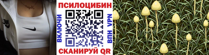 Купить где Железногорск Псилоцибиновые грибы прущие грибы